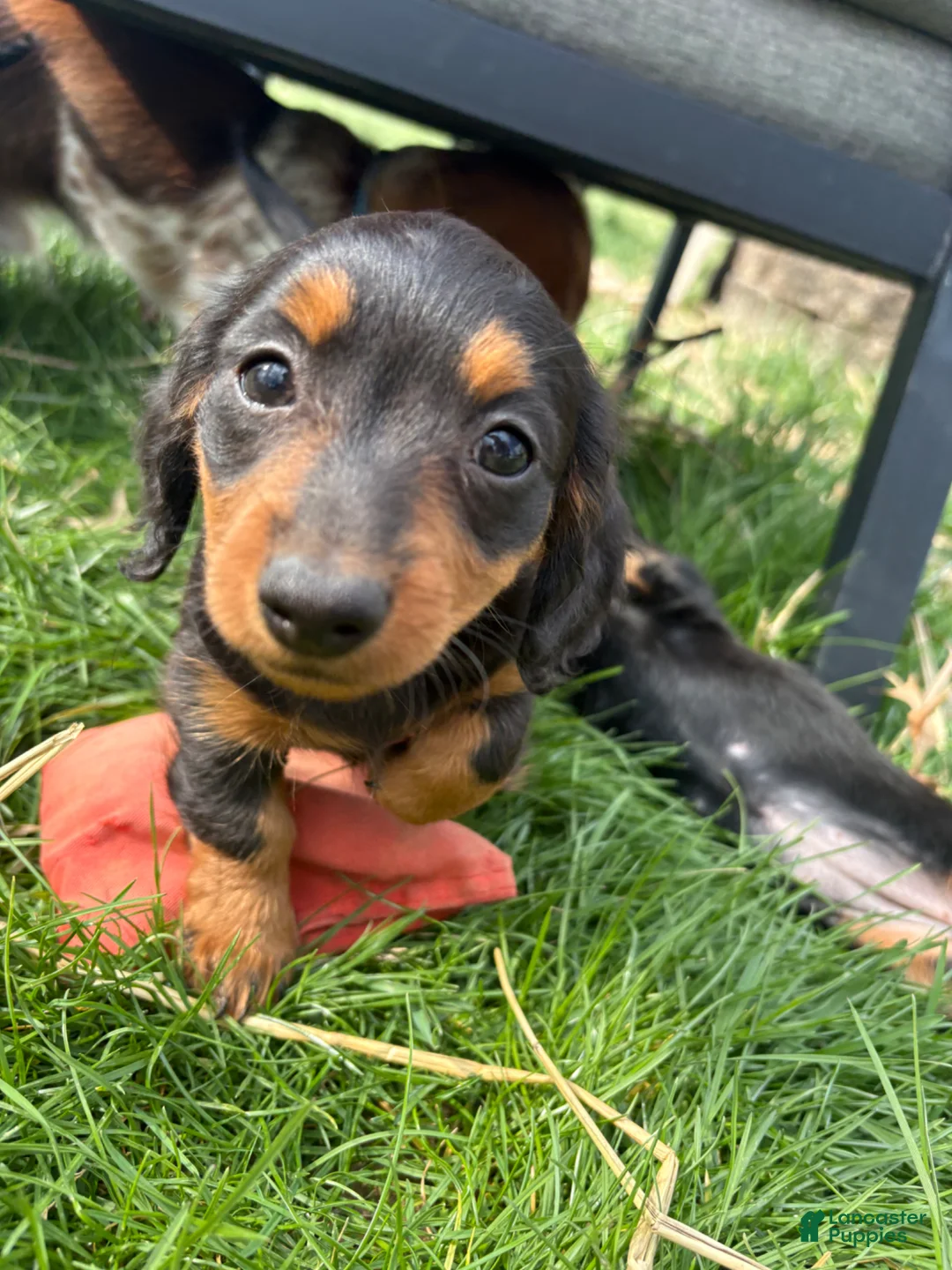 Miniature Dachshund dogs for sale: Miniature Dachshund Puppy 1 - Ad 1
