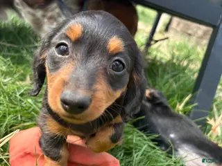 Miniature Dachshund dogs Miniature Dachshund Puppy 1 - Ad 23
