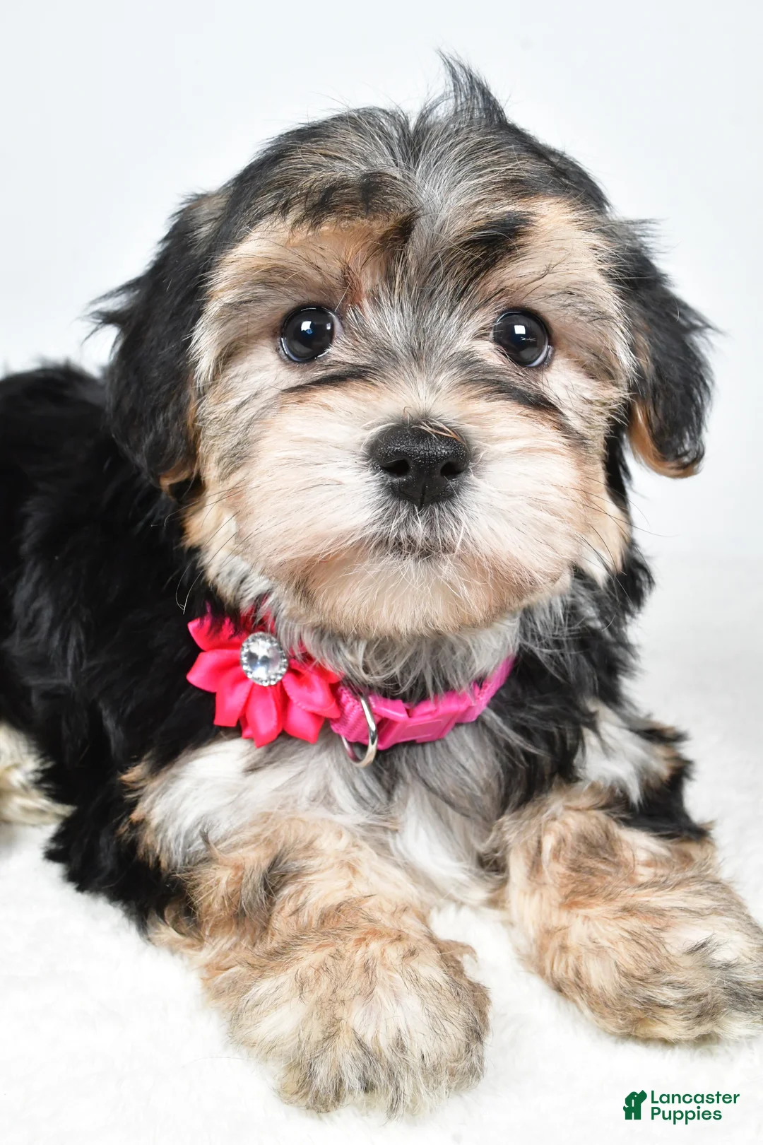 Morkie dogs for sale: Roxy - Ad 5