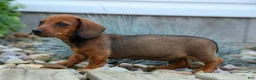 Miniature Dachshund dogs for sale: Snoopy💙 - Ad 9