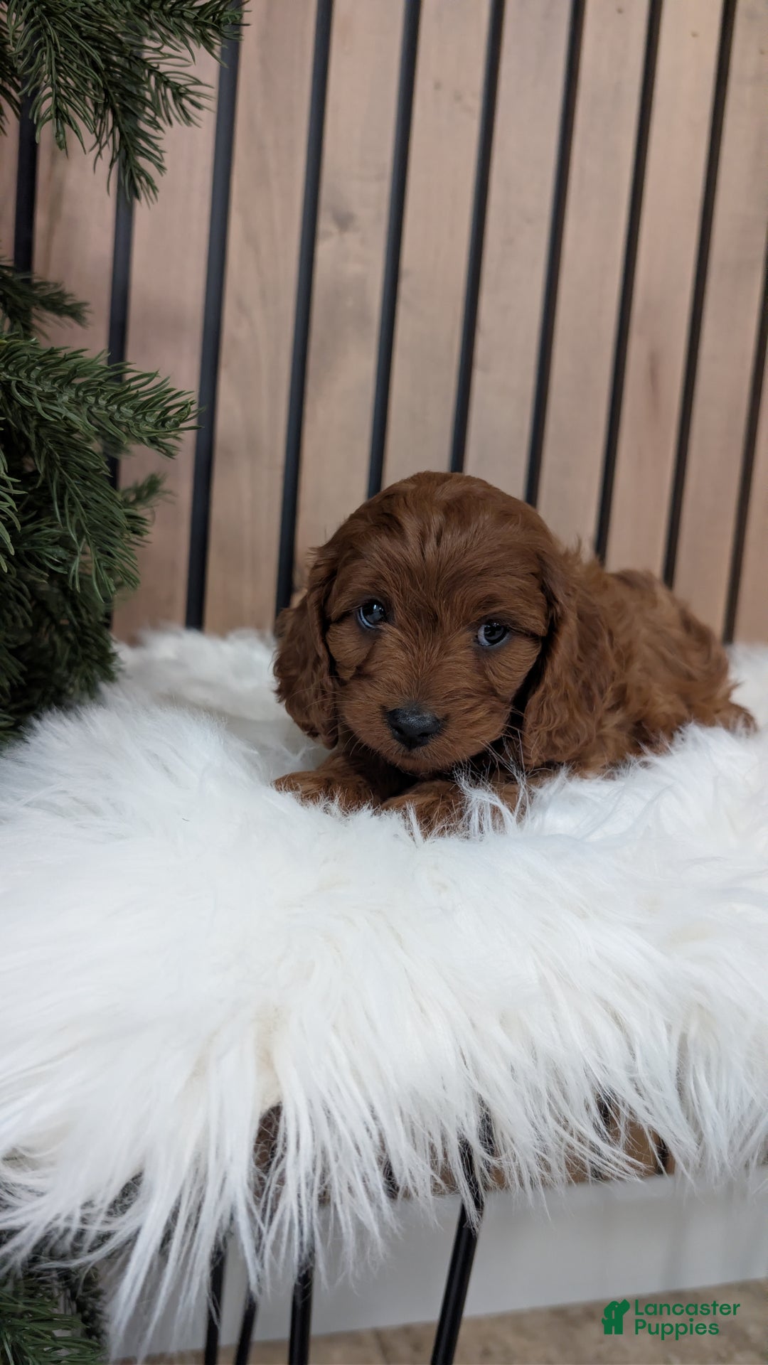 Cavapoo dogs for sale: Archer - Ad 4