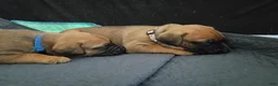 Mixed Breed dogs for sale: Mixed Breed 1 - Ad 14