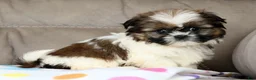 Shih Tzu dogs for sale: Skye - Ad 5