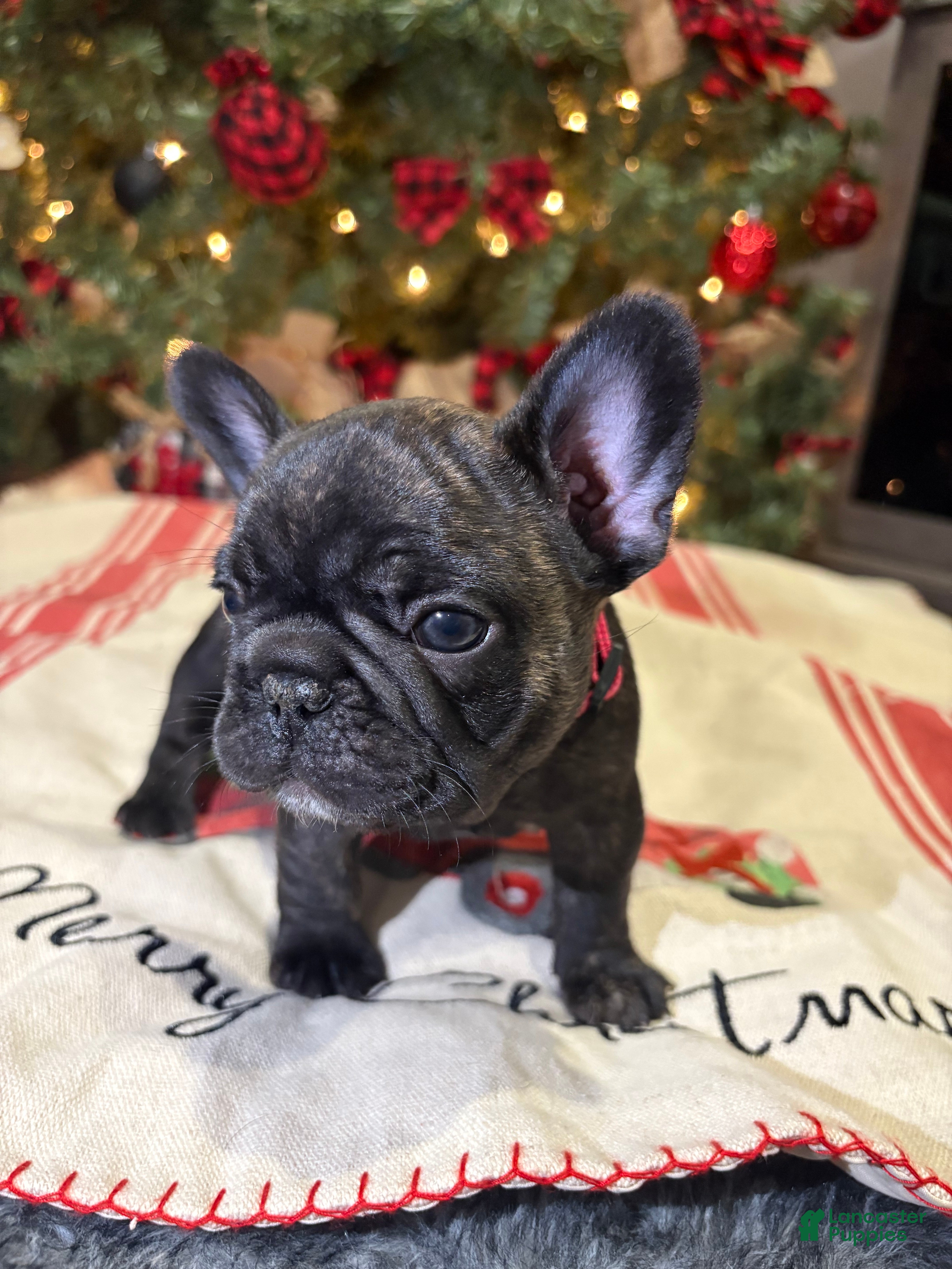 French Bulldog dogs French Bulldog Puppy 2 female (pink collar) - Ad 16