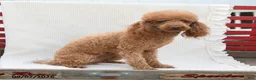 Mini Goldendoodle dogs for sale: Maggie - Ad 4