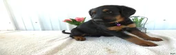 Mixed Breed dogs for sale: Mixed Breed 4 Chloe - Ad 3