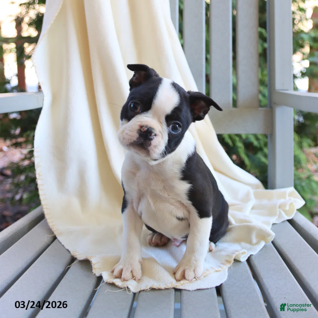 Boston Terrier dogs for sale: Checkers - Ad 5