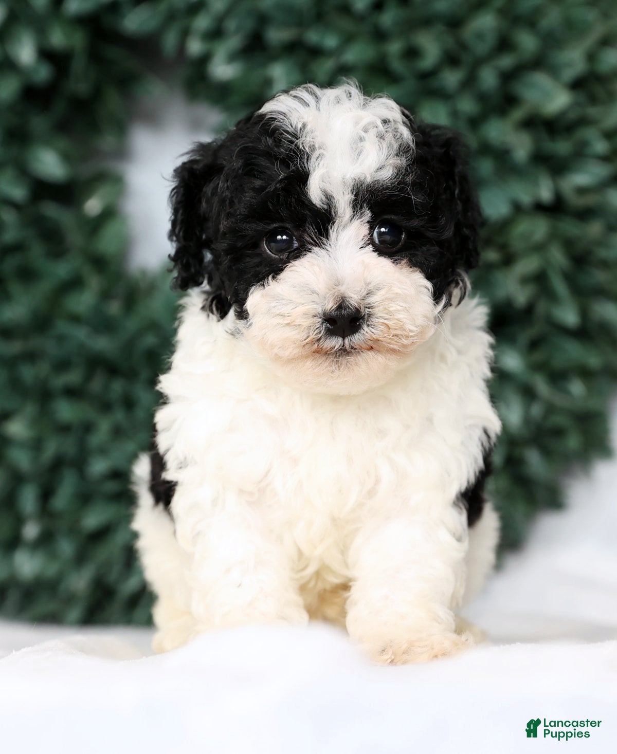 Havapoo dogs Lucas - Ad 2