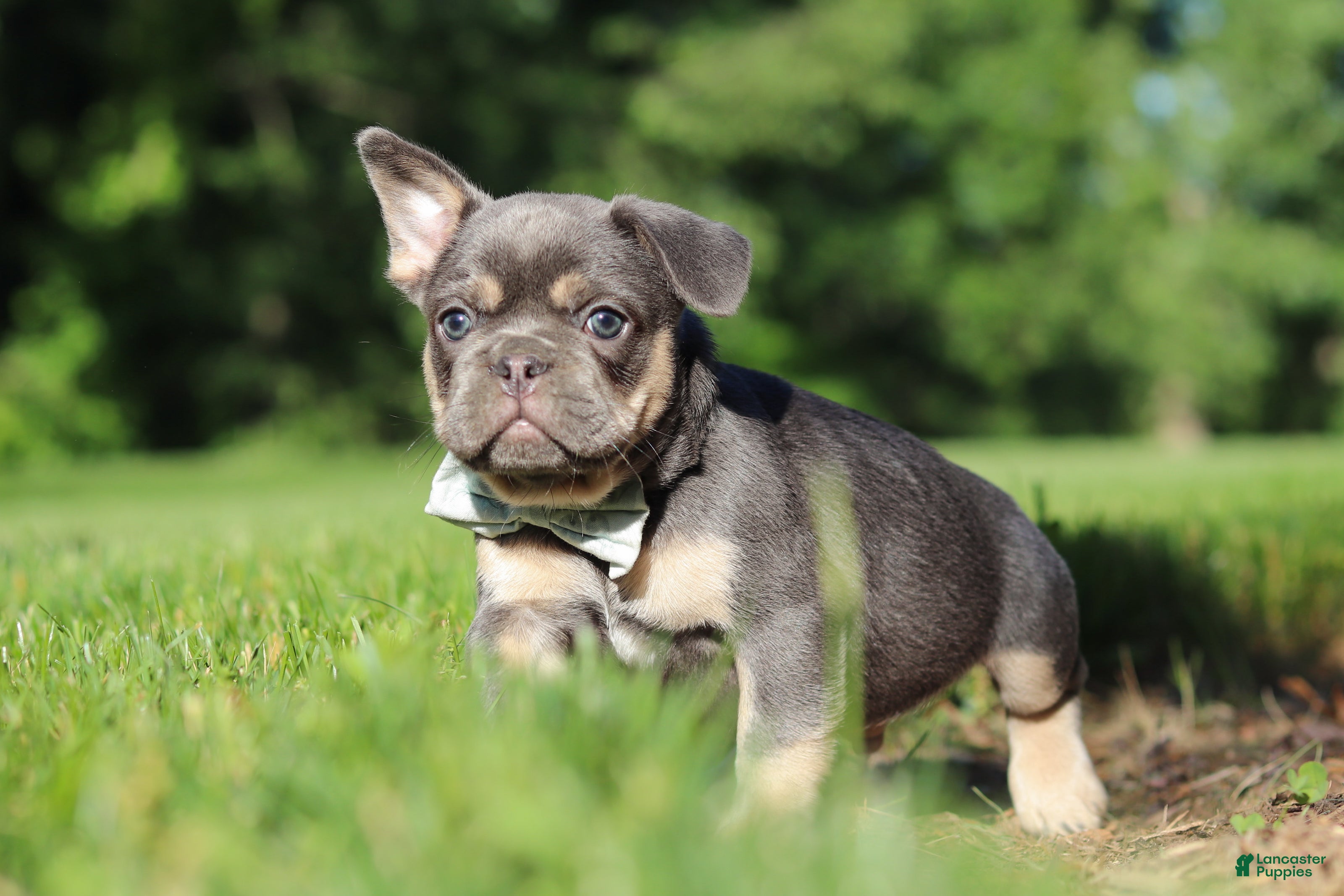 French Bulldog dogs for sale: Mason - Ad 2