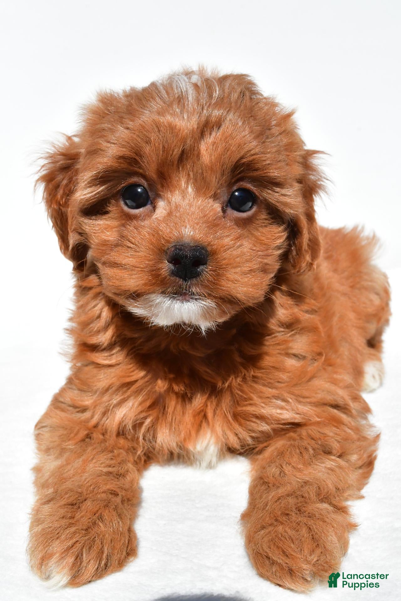 Cavapoo dogs Kayla - Ad 1