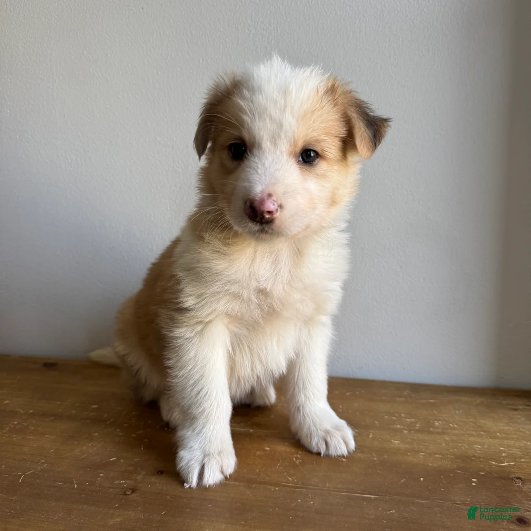 Mixed Breed dogs for sale: Luke - Ad 4