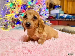 Miniature Dachshund dogs Russian red Triscuit larger - Ad 3