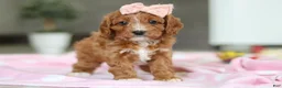 Cavapoo dogs for sale: Charlotte - Ad 8