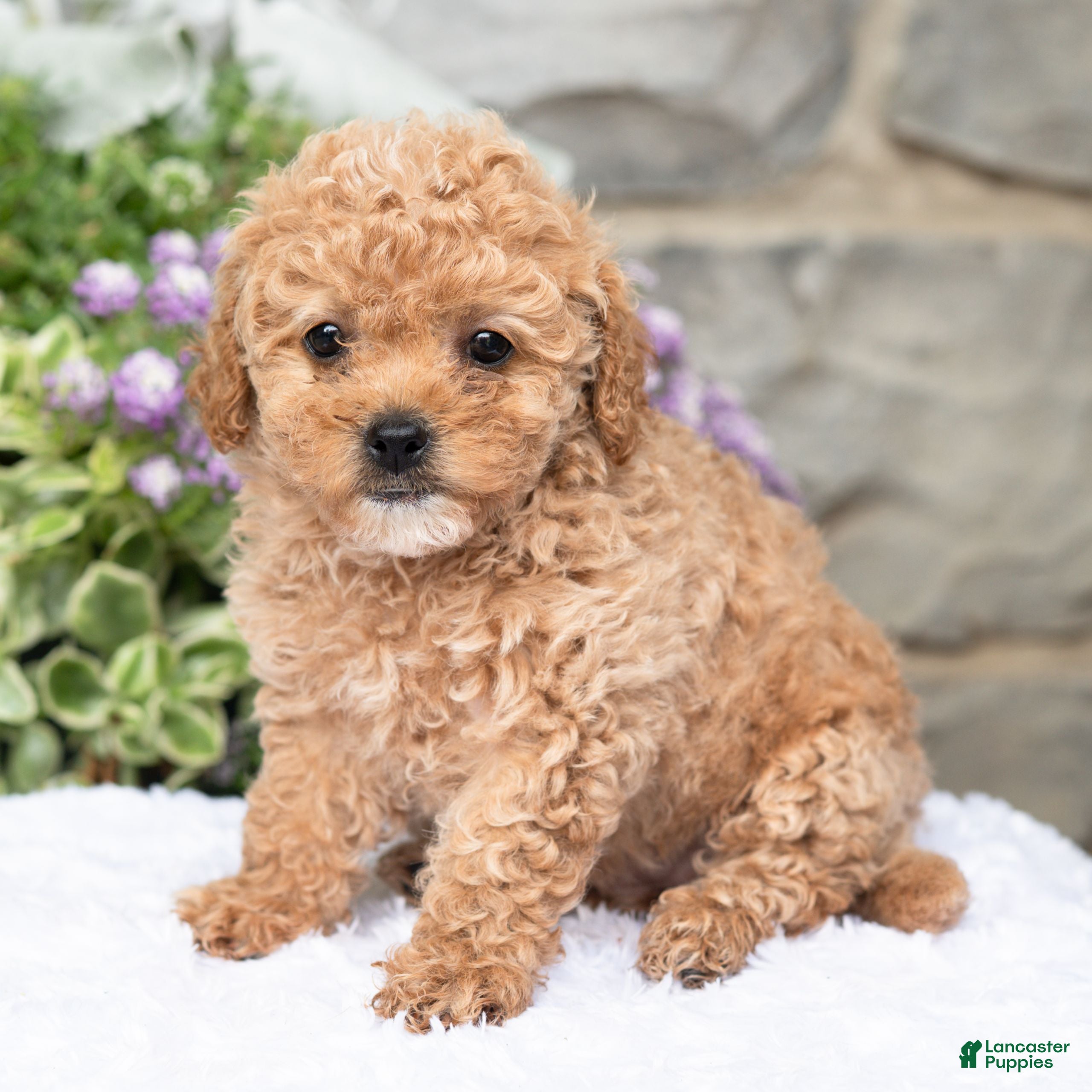 Havapoo dogs Anita  - Ad 1