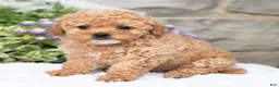 Havapoo dogs for sale: Anita  - Ad 1