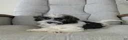 Havanese dogs for sale: Leo - Ad 6