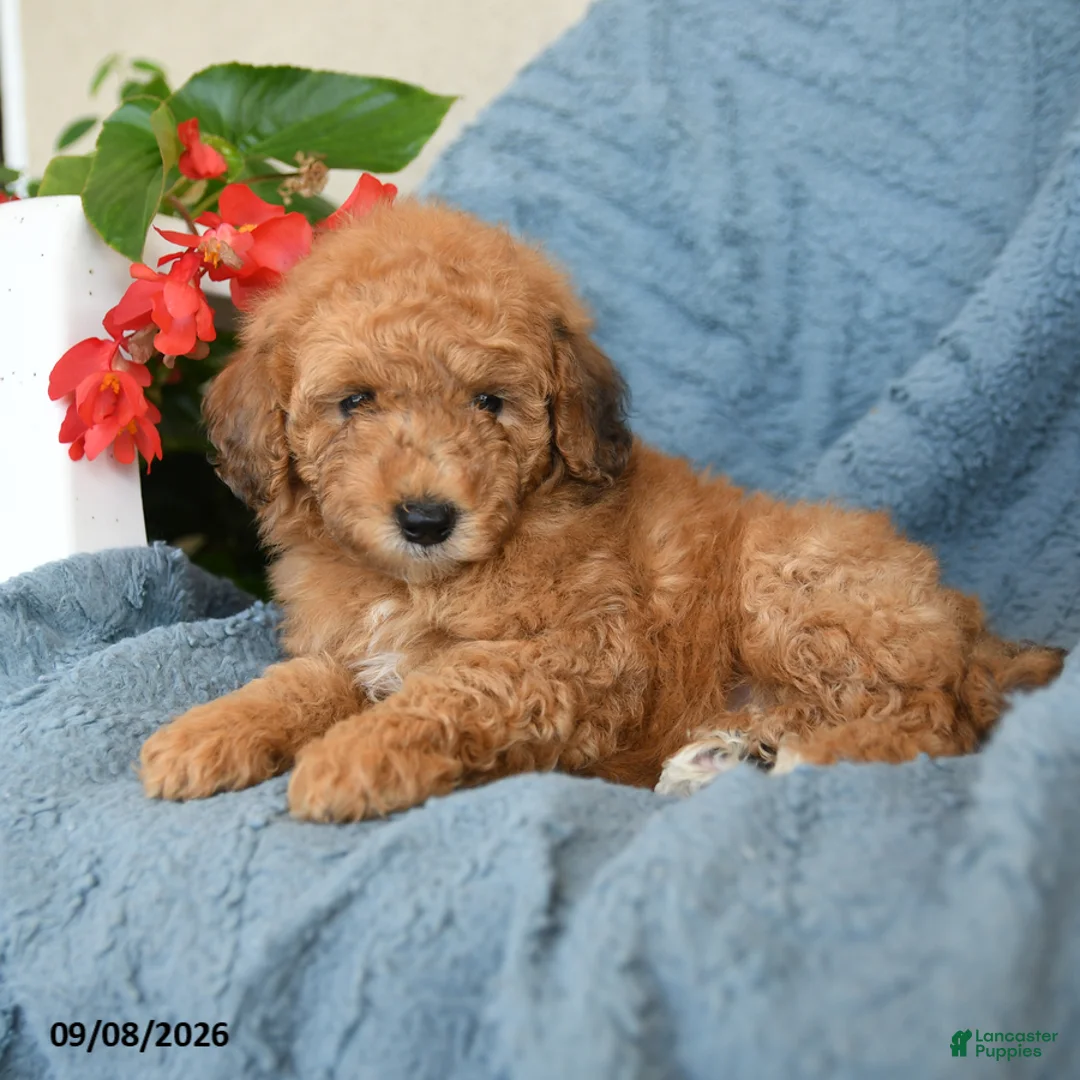 Miniature Poodle dogs for sale: Kaleb - Ad 3
