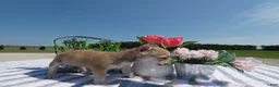 Chihuahua dogs for sale: Chihuahua 5 Sheba - Ad 5