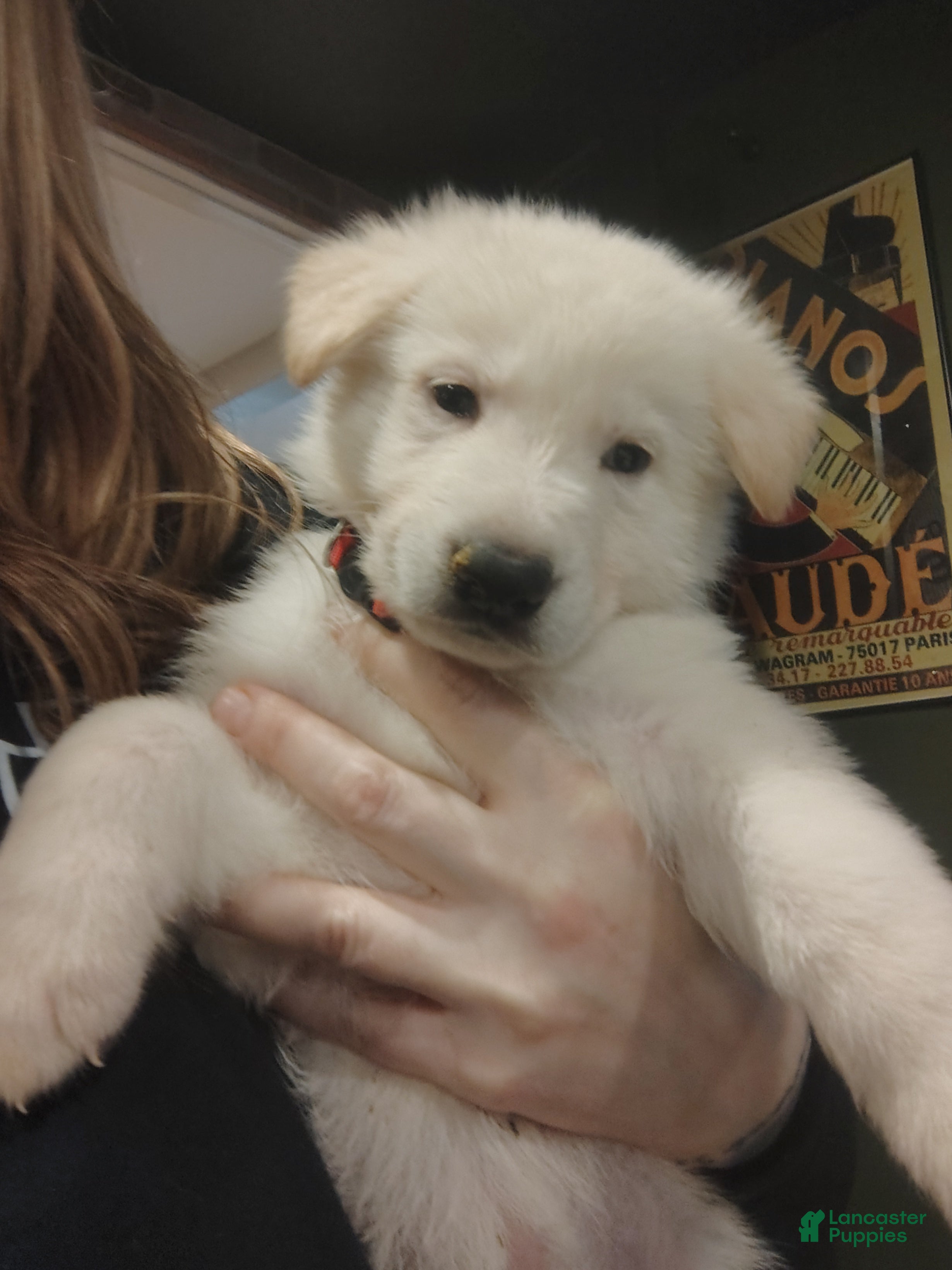 German Shepherd dogs Elsa - Ad 1