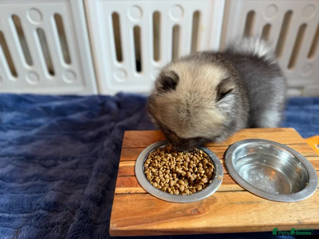 Pomeranian dogs for sale: Greg - Ad 15