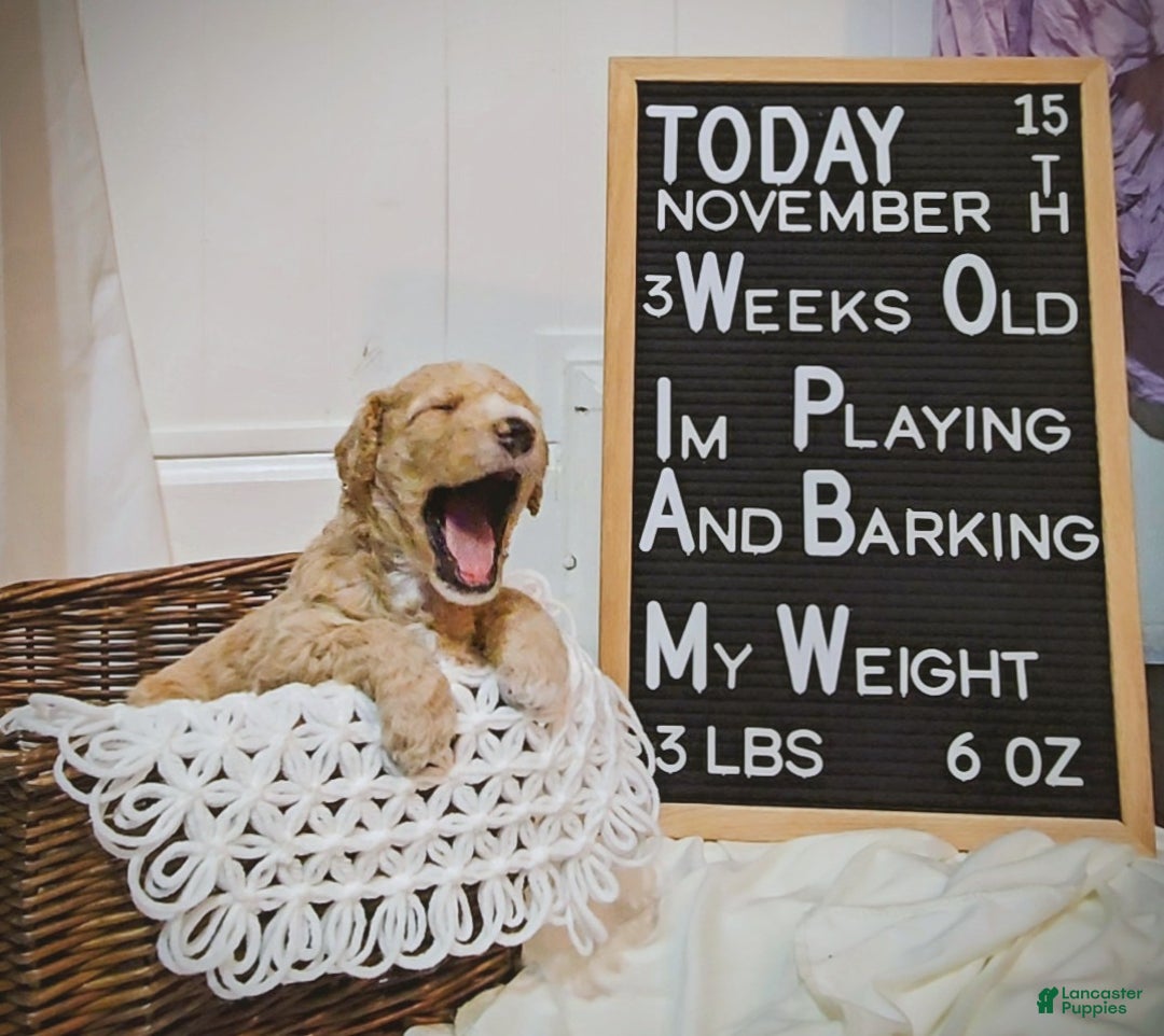 Mixed Breed dogs for sale: Aj - Ad 6