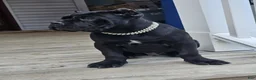 Cane Corso dogs for sale: ZEUS - Ad 7