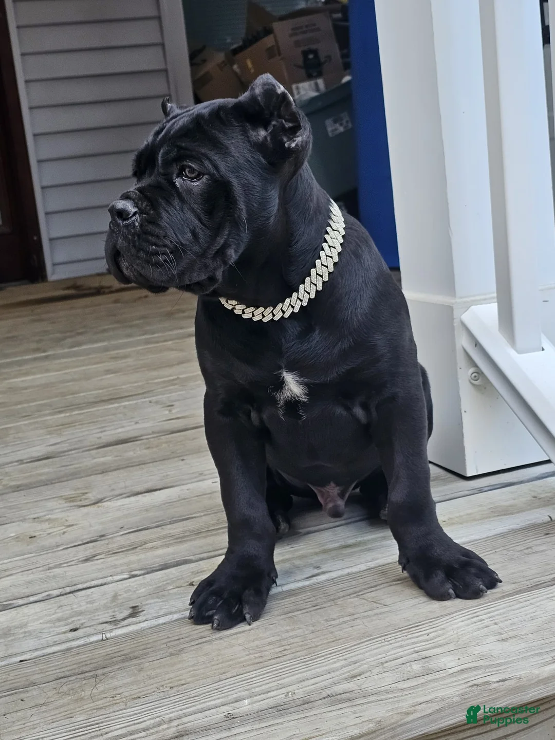 Cane Corso dogs for sale: ZEUS - Ad 7