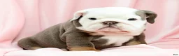 English Bulldog dogs for sale: Bingo - Ad 2