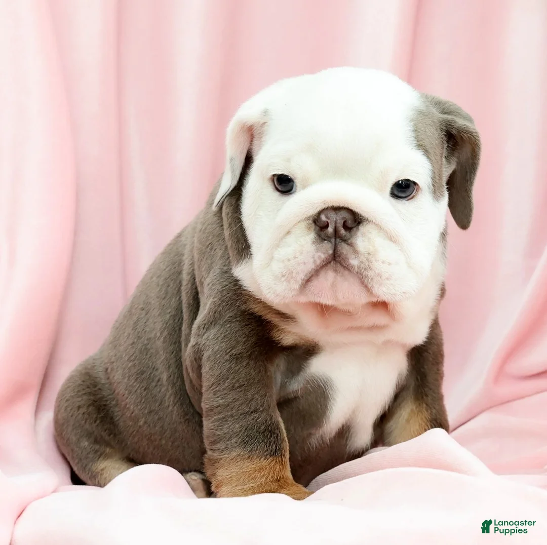 English Bulldog dogs for sale: Bingo - Ad 2