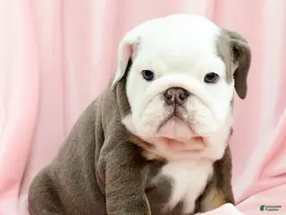 English Bulldog dogs for sale: Bingo - Ad 3