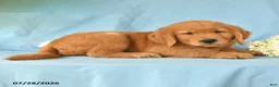 Golden Retriever dogs for sale: Melvin - Ad 3