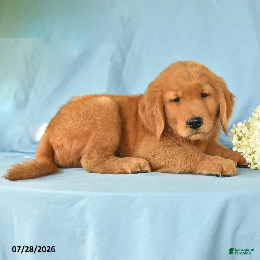 Golden Retriever dogs for sale: Melvin - Ad 3