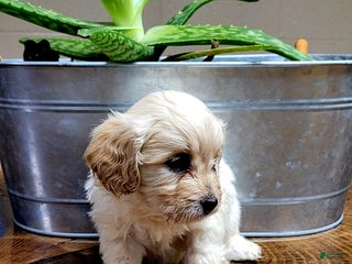 Cavachon dogs Teddy - Ad 23