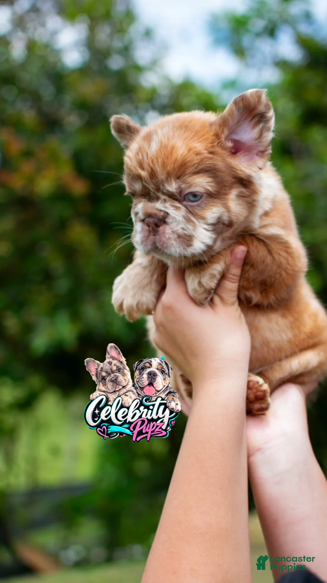 French Bulldog dogs for sale: "CINDERELLA" -ROJO FLUFFY Merle in California-USA Delivery - Ad 2