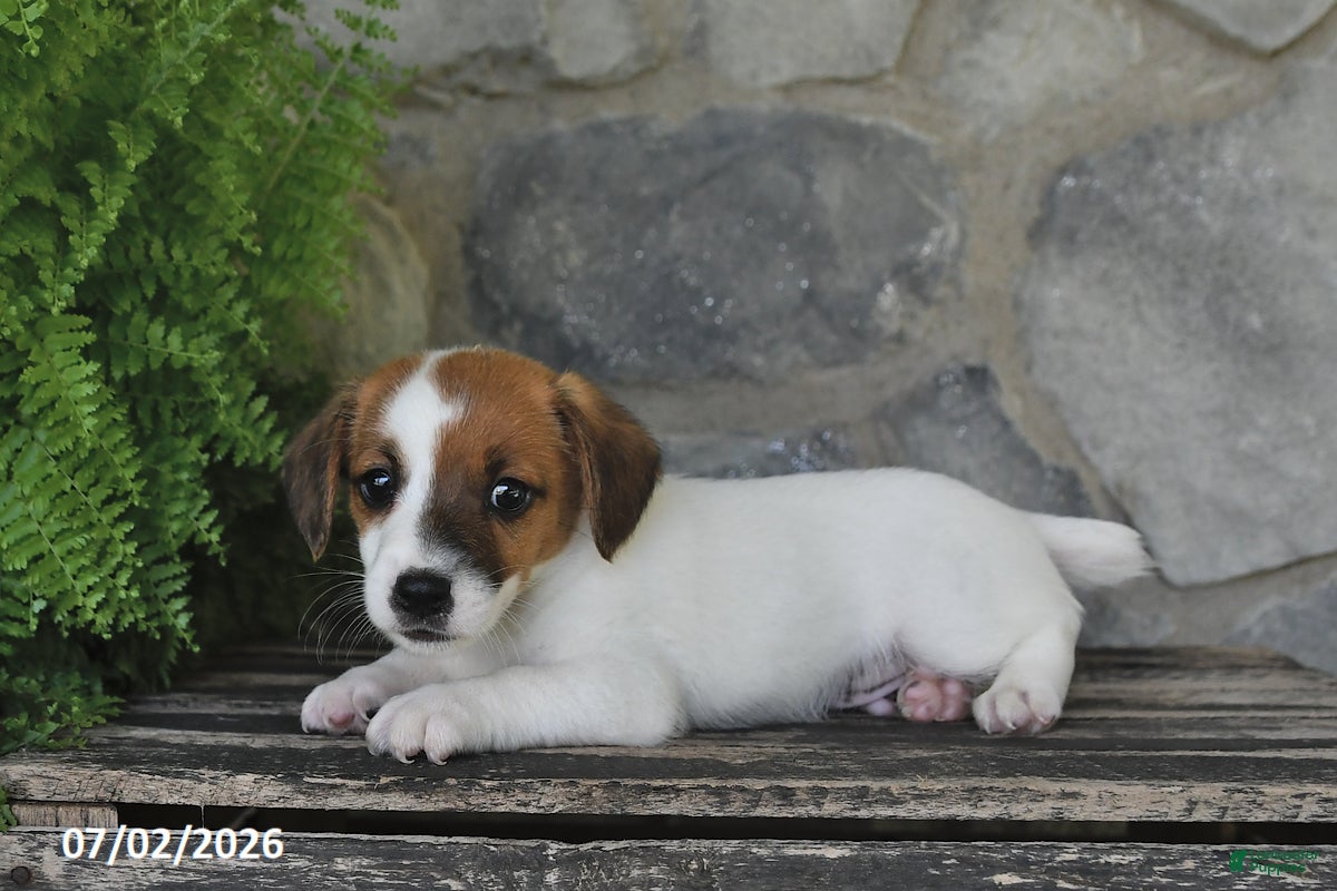 Jack Russell Terrier dogs Miles - Ad 2