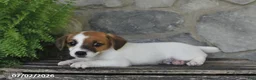 Jack Russell Terrier dogs for sale: Miles - Ad 2