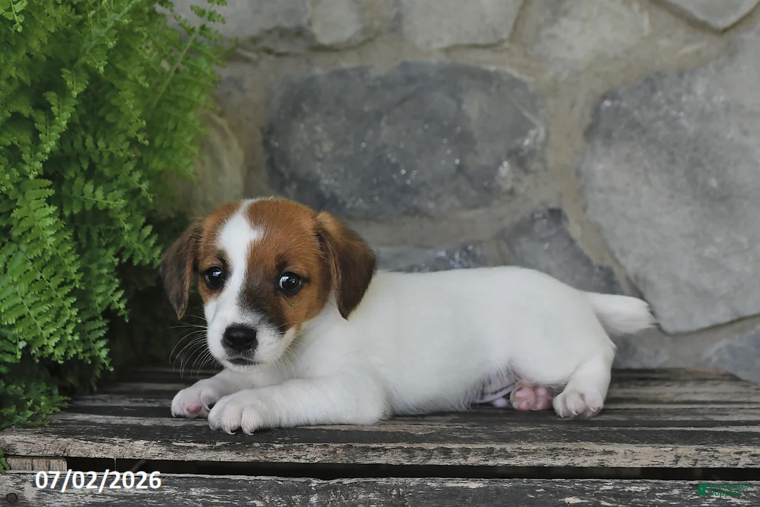 Jack Russell Terrier dogs for sale: Miles - Ad 2