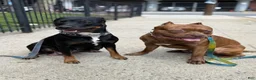 Mixed Breed dogs for sale: Blu - Ad 7