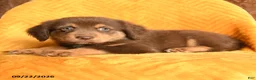 Mixed Breed dogs for sale: Nugget - Ad 2