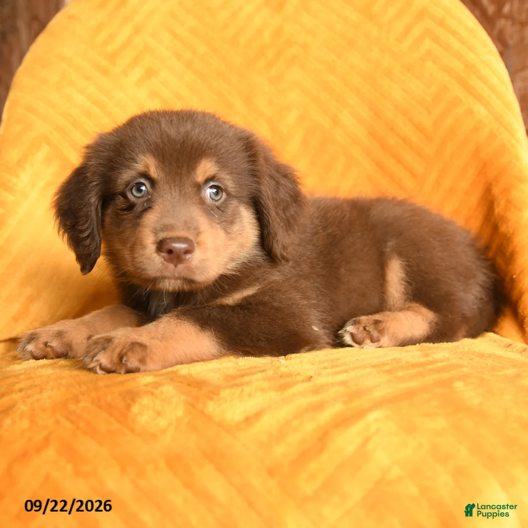 Mixed Breed dogs for sale: Nugget - Ad 2