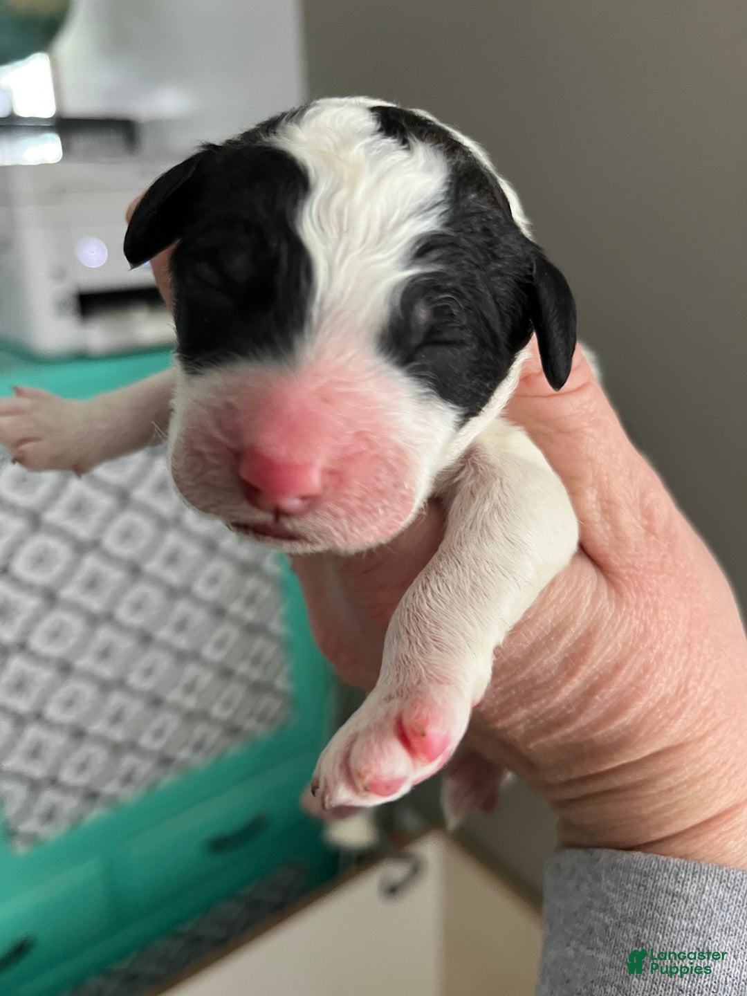 Sheepadoodle dogs for sale: Sheepadoodle Puppy  - Ad 1