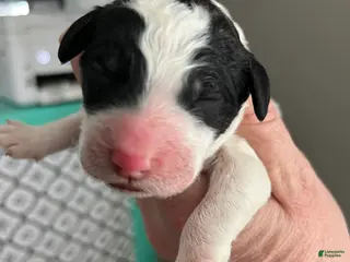 Sheepadoodle dogs Sheepadoodle Puppy - Ad 31