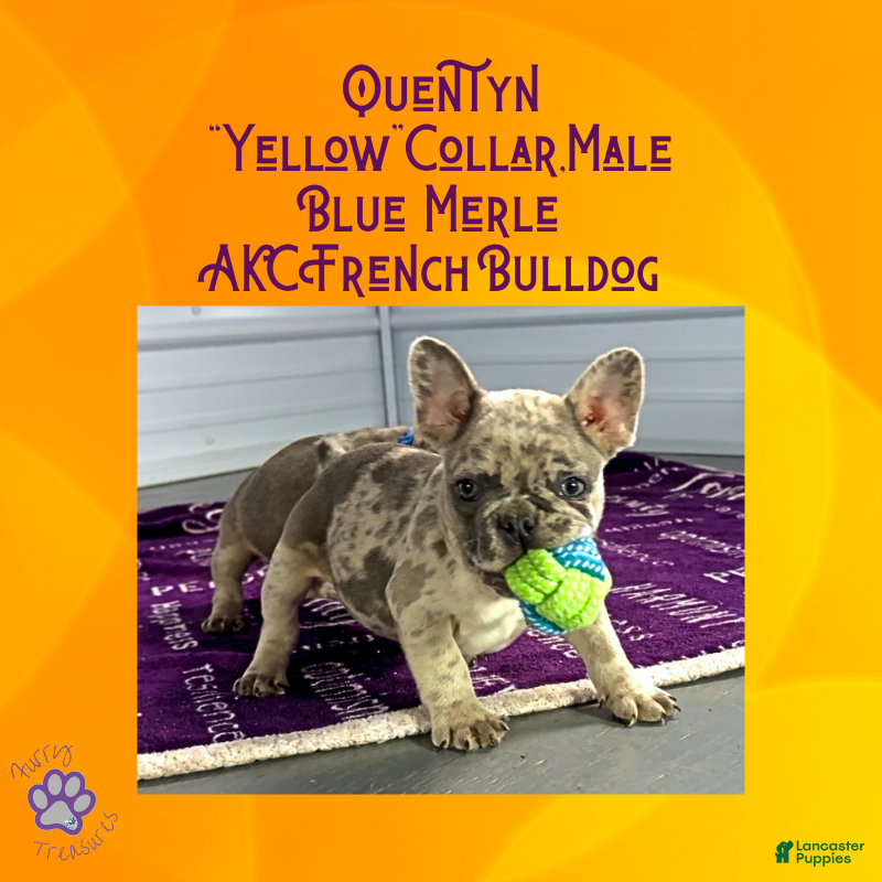 French Bulldog dogs Quentyn “Yellow” Collar, Male - Ad 3