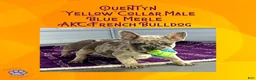 French Bulldog dogs for sale: Quentyn “Yellow” Collar, Male - Ad 6