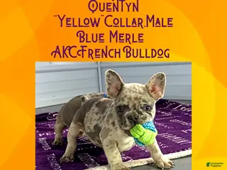French Bulldog dogs Quentyn “Yellow” Collar, Male - Ad 3
