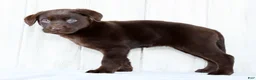 Labrador Retriever dogs for sale: Indie - Ad 8
