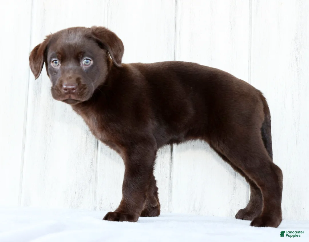 Labrador Retriever dogs for sale: Indie - Ad 8
