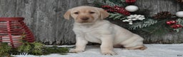 Labrador Retriever dogs for sale: Maggie - Ad 2