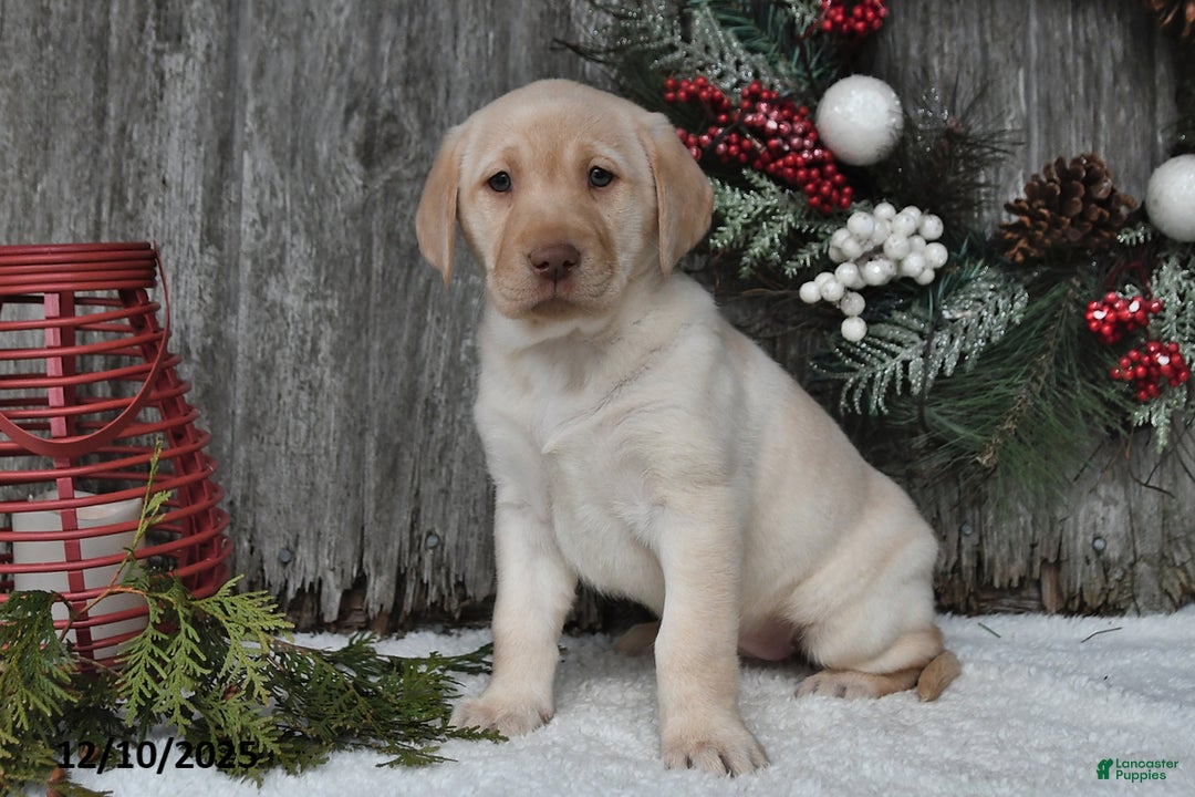 Labrador Retriever dogs for sale: Maggie - Ad 2