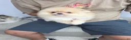 Pomeranian dogs for sale: Pomeranian regalo - Ad 3